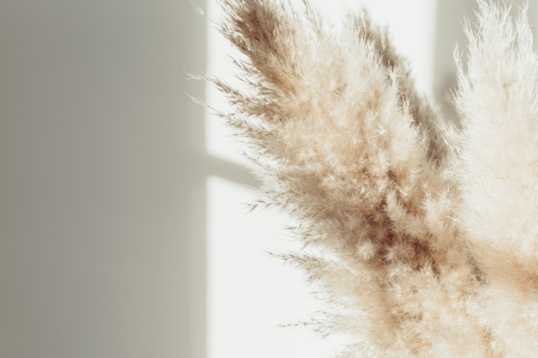 Dried Pampas Grass